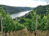 wijngaarden boven Oberwesel
