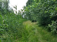 eerste graspad in Hulkesteinse bos