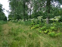 Berenklauw
