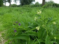 bloemen langs het Nijkerkernauw