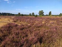 Groevenbeekse heide 1