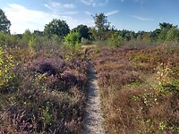 Groevenbeekse heide 2