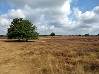 Ermelosche heide 1
