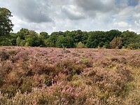 Ermelosche heide 3