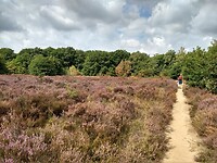 Ermelosche heide 2