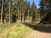 Het grote bos tussen Gemund en Schleiden