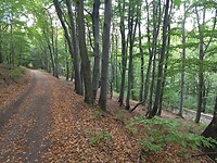 Mooi bospad dat de Harzquerbahn volgt