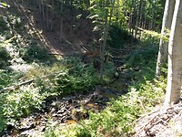 Afdaling langs de Sandtalsbach