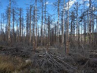 Verdrietige bomen op de Meineberg