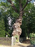 250 jaar oude eik in Ilsenburg
