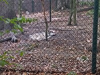 Wolf in dierentuin Thale