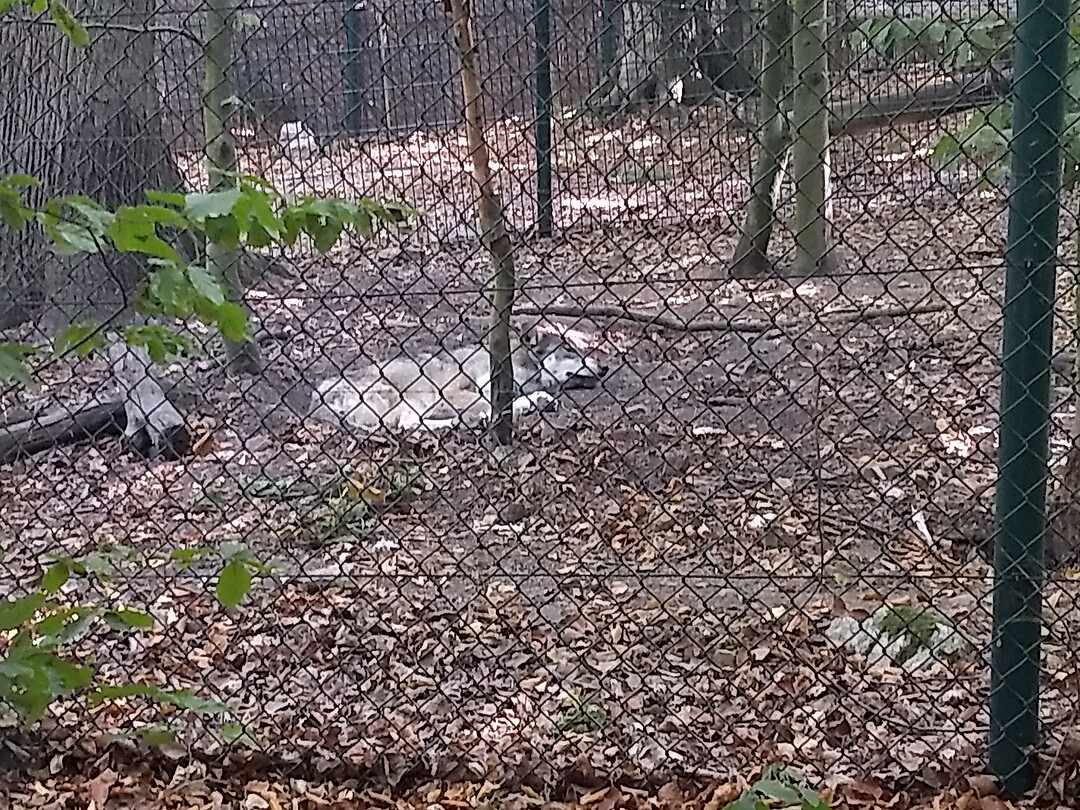 Wolf in dierentuin Thale