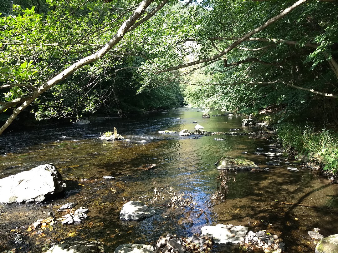 De Bode