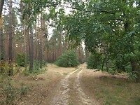 Onverhard door het bos naar Grossbahren
