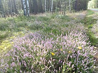 IMG_20220907_111353240