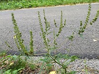 IMG_20220907_114932449