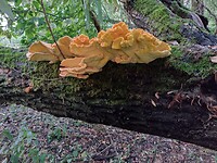 Prachtige zwam
