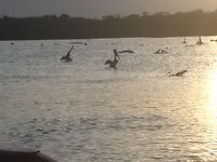 Pelikaan