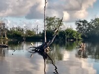 Een van de vele soorten reigers