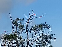 Rode ibis