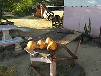 Kokosnoten stop in Welgelegen, Saramacca