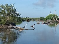 Rode ibis op boomstronk