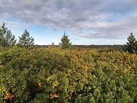 uitzicht vanaf uitzichttoren Berg en Bos