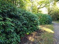 Rododendrons