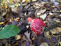 Herfst !