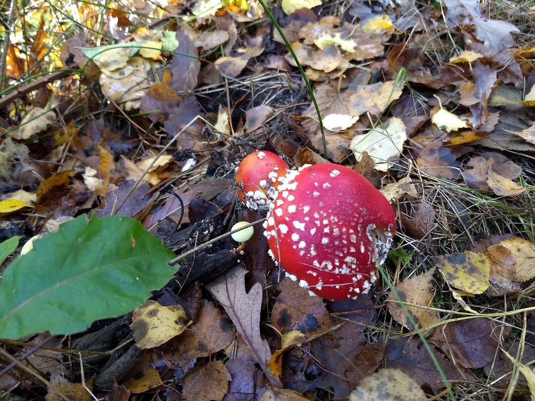 Herfst !