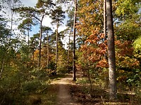 mooie herfstkleuren