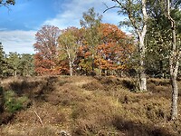 Een stukje heide