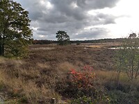 Grote heide