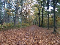 Herfstbos