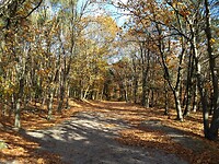 Bosgebied nieuwe heide
