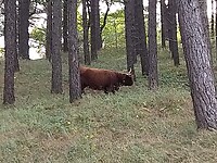 Grote grazer