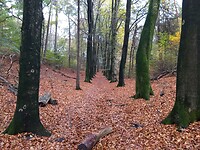 Mooie herfstlaan