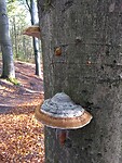 De roodgerande houtzwam (alweer)