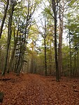 Prachtige bossen