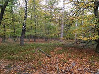 Ook in het landgoed Bruggelen is het herfst