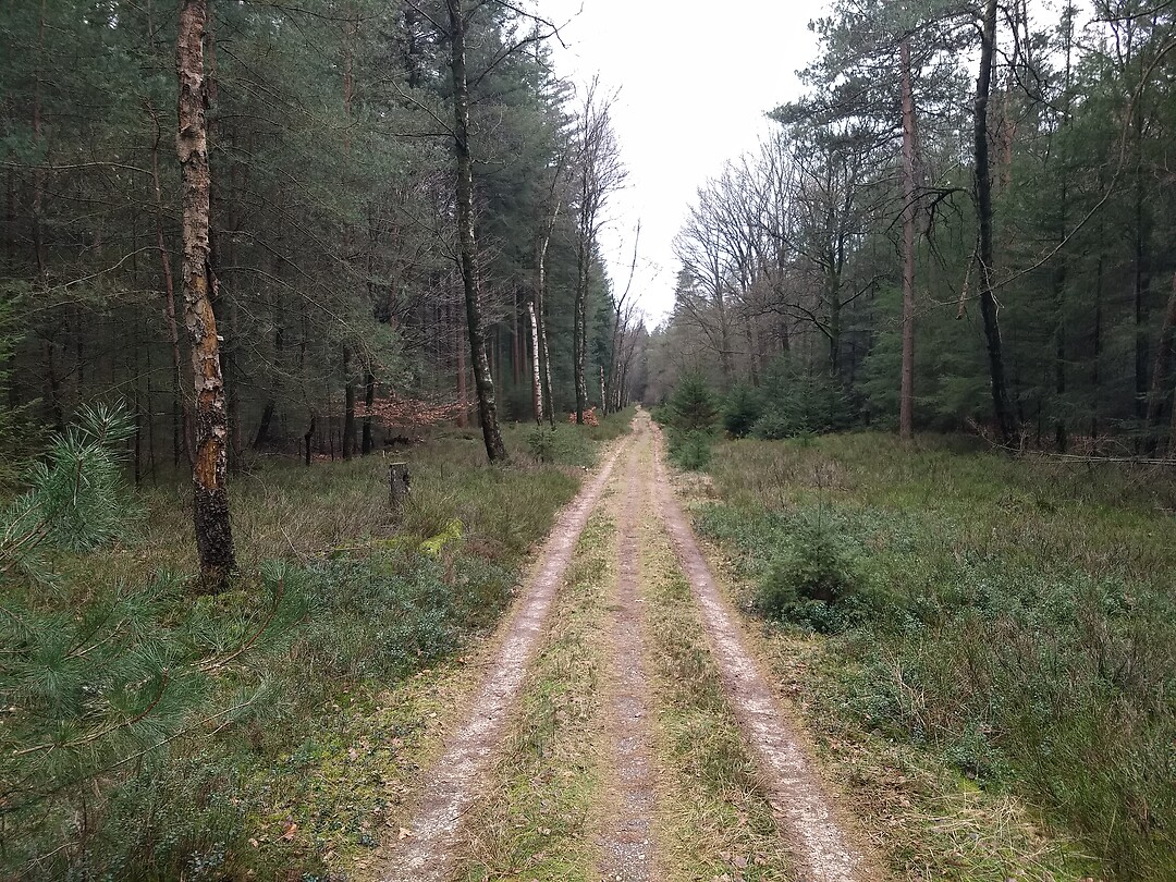 Dieper het bos in