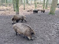 "wilde" zwijnen