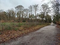 Zwolsche Bos