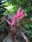 Kamerplant in het wild