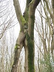 Geënte boom