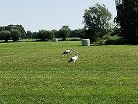 IMG_20230708_111035864