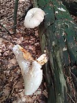 IMG_20230714_120837581