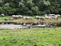 IMG_20230715_113125623