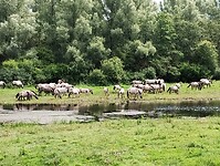 IMG_20230715_113034256