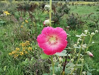 IMG_20230804_110134589